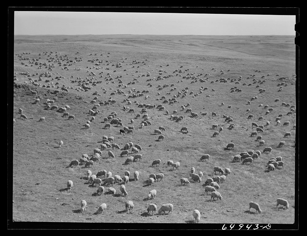 [Untitled photo, possibly related to: McCone County, Montana. Sheep grazing on land leased from the railroad]. Sourced from…