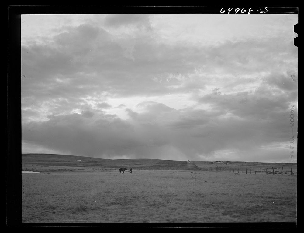 Garfield County, Montana. Sheepherder. Sourced from the Library of Congress.