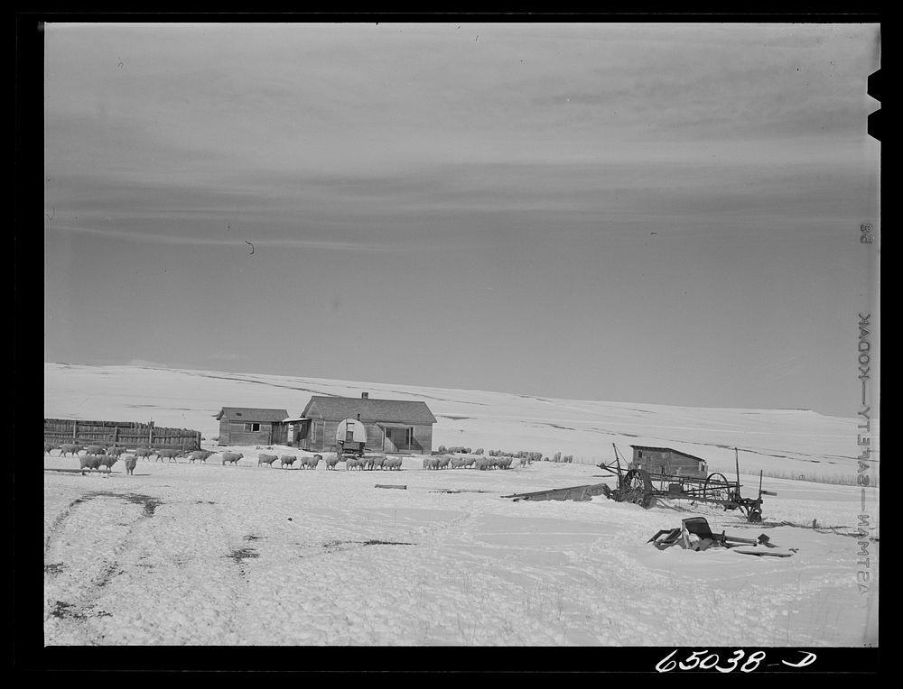 Park County, Montana. Sheep ranch. Sourced from the Library of Congress.