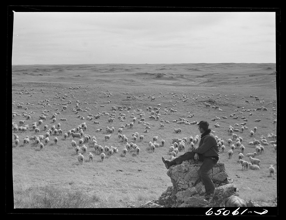 McCone County, Montana. Sheep and herder. Sourced from the Library of Congress.