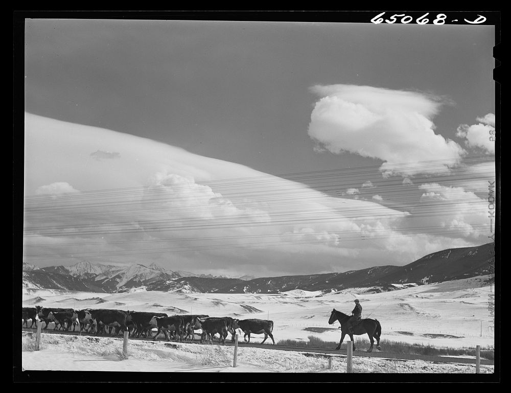 Park County, Montana. Moving cattle to another feedlot. Sourced from the Library of Congress.