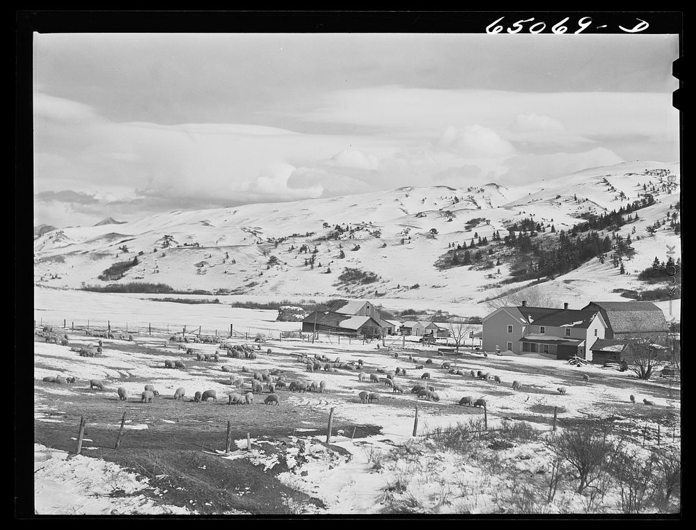 Park County, Montana. Sheep ranch. Sourced from the Library of Congress.