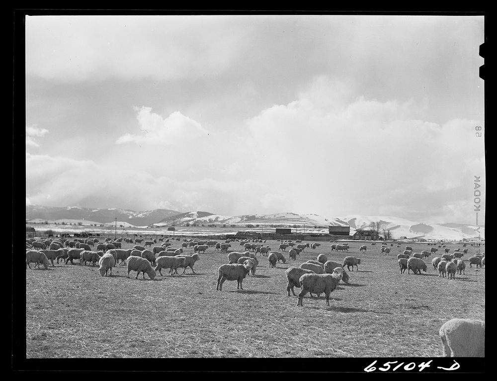 Granite County, Montana. Sheep ranch. Sourced from the Library of Congress.