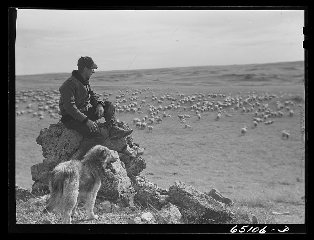 McCone County, Montana. Herder watching his sheep. Sourced from the Library of Congress.