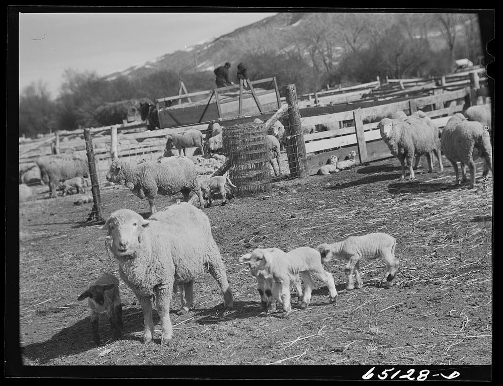 [Untitled photo, possibly related to: Beaverhead County, Montana. Sheep ranch of John Reed]. Sourced from the Library of…