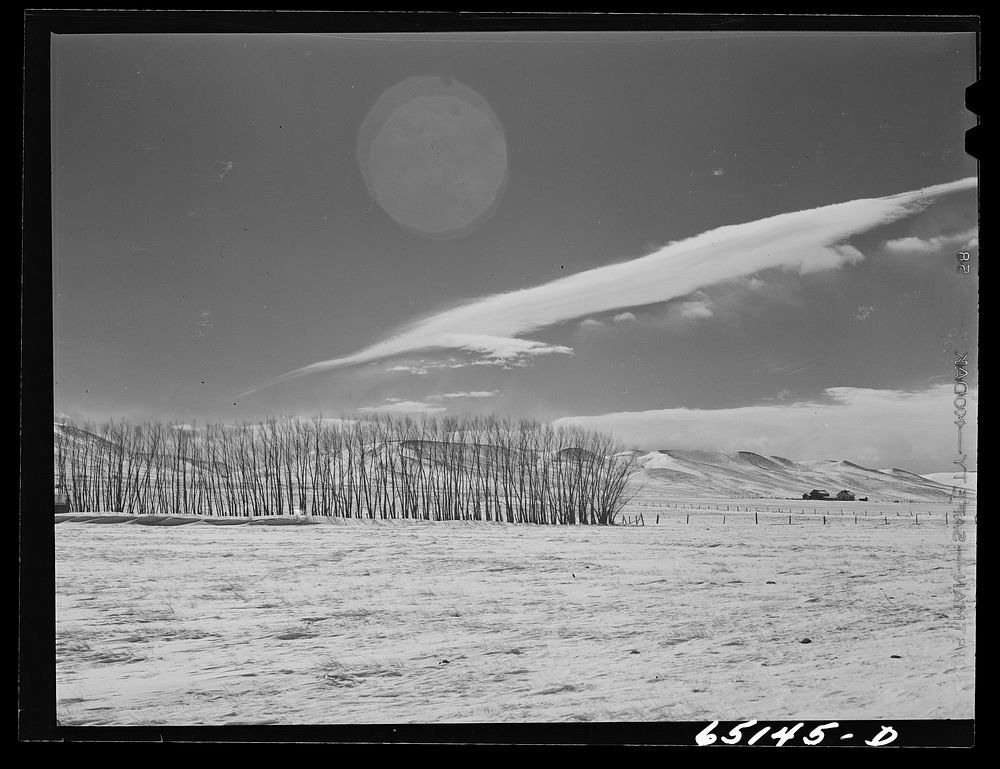 Park County, Montana. Shelter belt on a farm. Sourced from the Library of Congress.