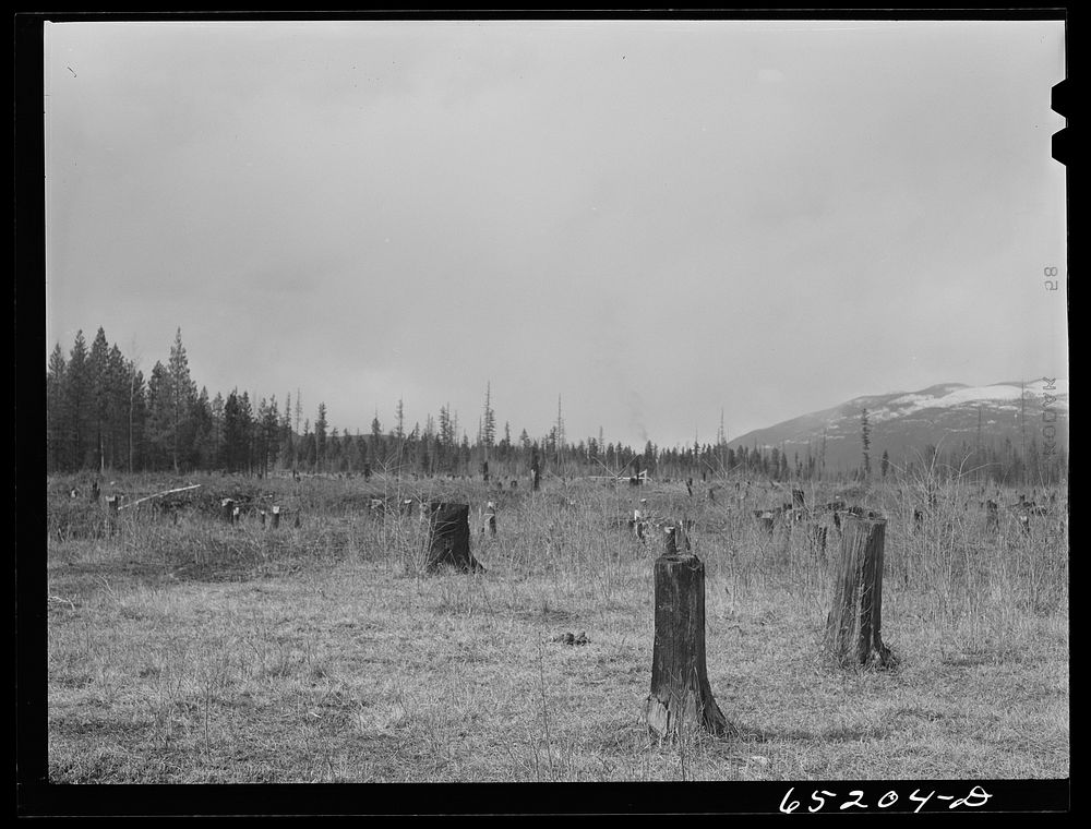 [Untitled photo, possibly related to: Flathead Valley special area project, Montana. Burnt-over land]. Sourced from the…