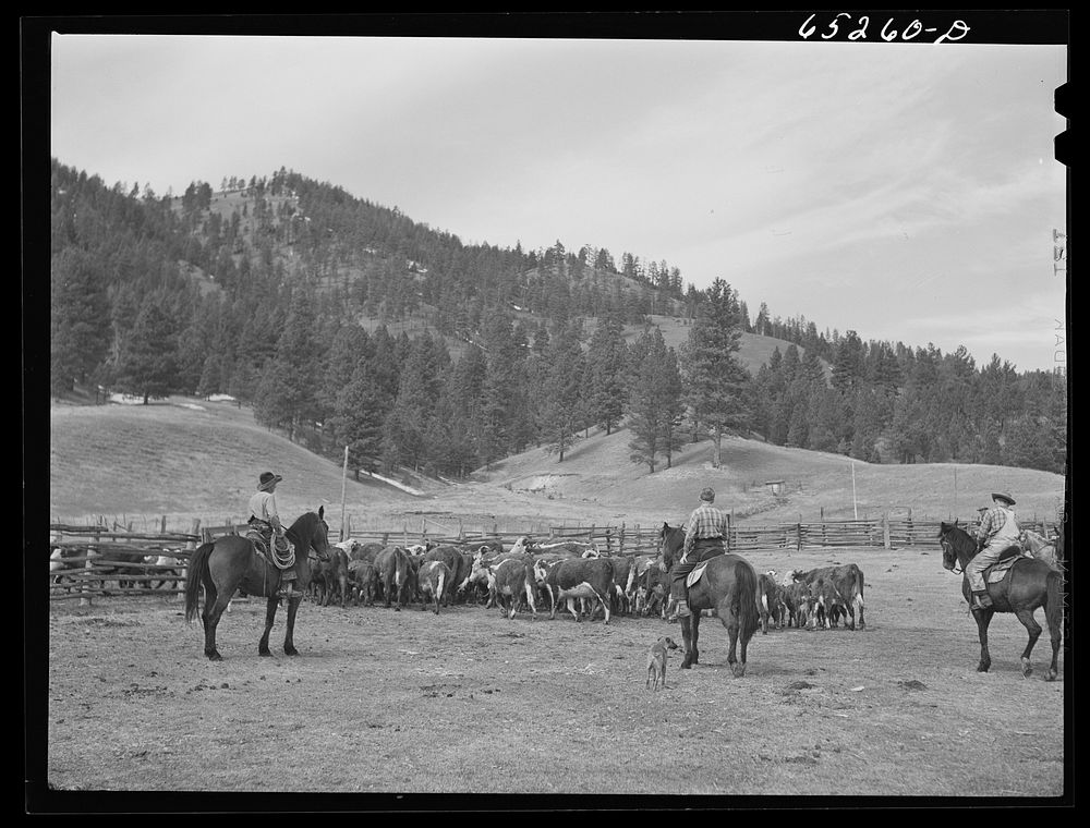 [Untitled photo, possibly related to: Bitterroot Valley, Ravalli County, Montana. Driving cattle into corral for branding…