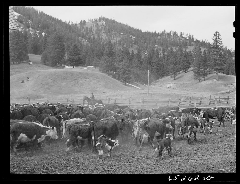 Bitterroot Valley, Montana. Driving cattle into corral for branding and dehorning. Sourced from the Library of Congress.