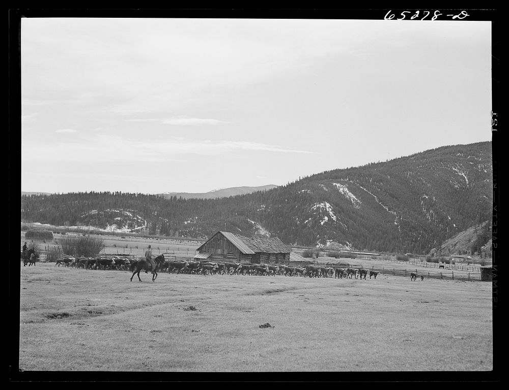 Bitterroot Valley, Ravalli County, Montana. Driving in cattle for branding and dehorning. Sourced from the Library of…