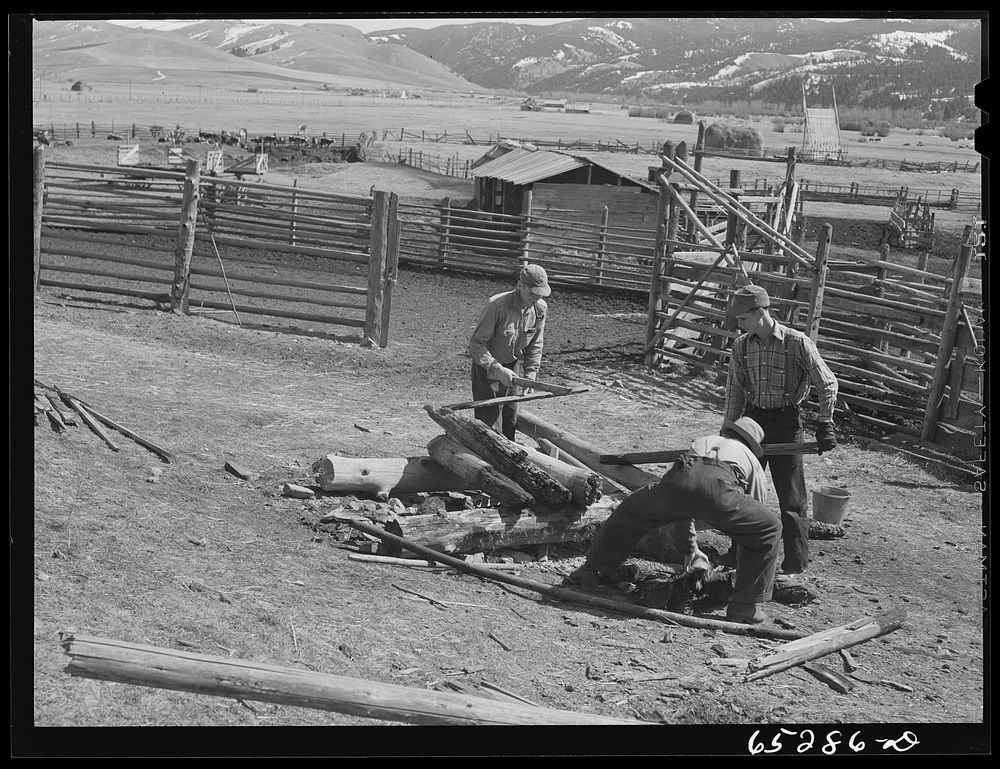 Bitterroot Valley, Montana. Building the branding fire. Sourced from the Library of Congress.