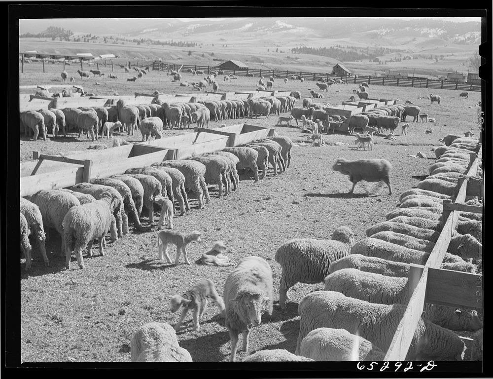 [Untitled photo, possibly related to: Ravalli County, Montana. Ewes and lambs]. Sourced from the Library of Congress.