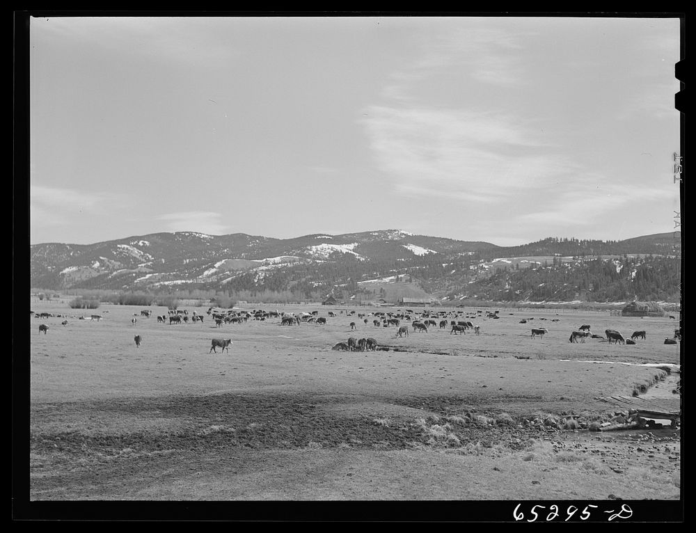 Bitterroot Valley, Montana. Cattle ranch in Ross's Hole. Sourced from the Library of Congress.