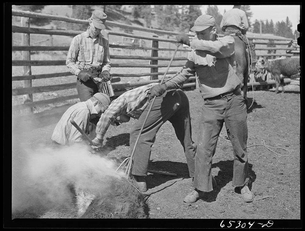 Bitterroot Valley, Ravalli County, Montana. Branding a calf. Sourced from the Library of Congress.