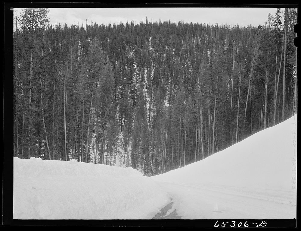 [Untitled photo, possibly related to: Ravalli County, Montana. Timber along U.S. highway number ninety-three]. Sourced from…