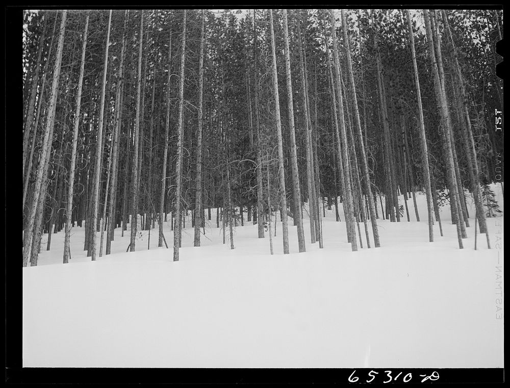 Ravalli County, Montana. Timber along U.S. highway number ninety-three. Sourced from the Library of Congress.