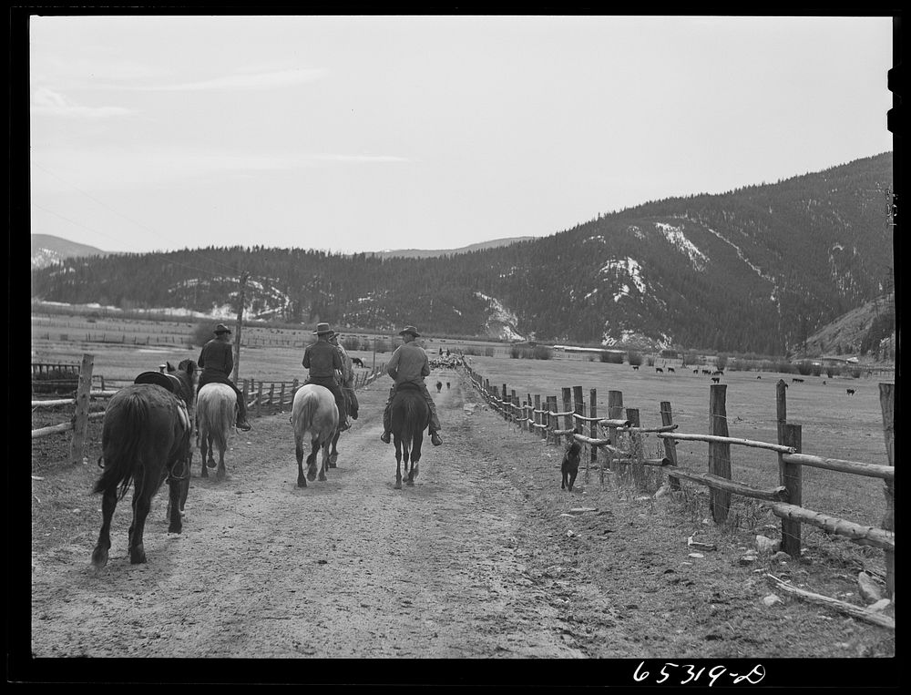 [Untitled photo, possibly related to: Bitterroot Valley, Ravalli County, Montana. Driving cattle into corral for branding…