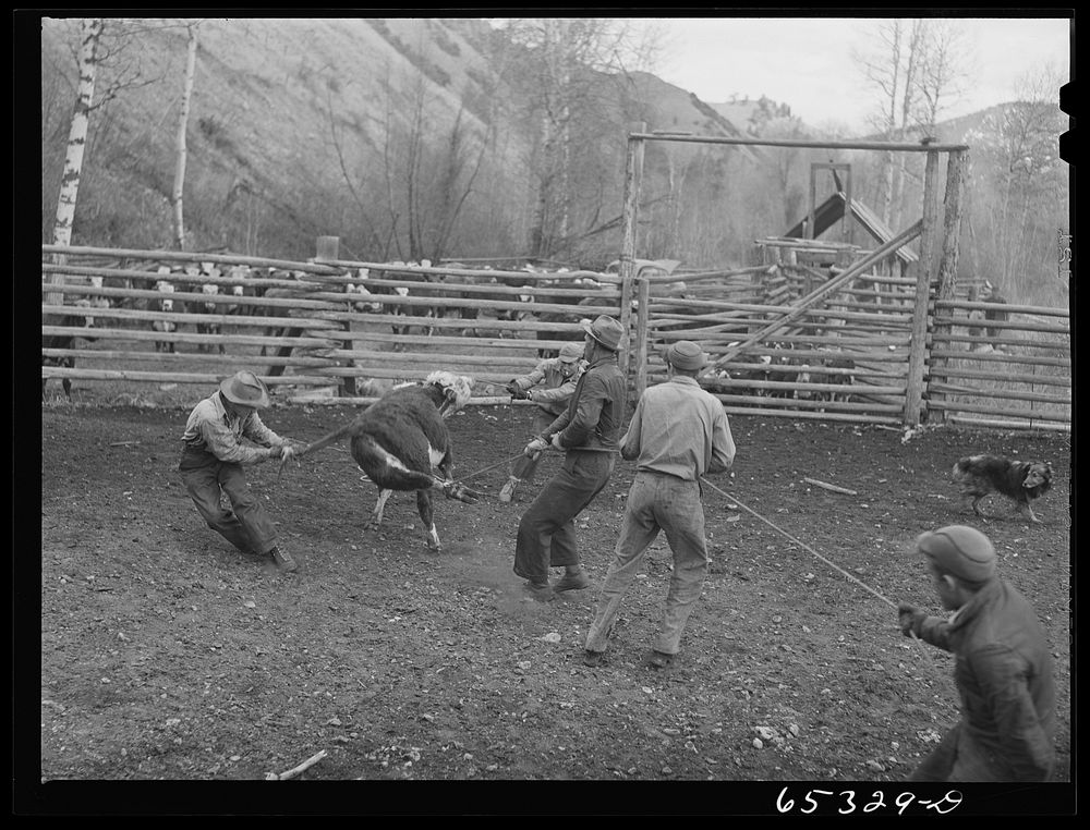 Bitterroot Valley, Ravalli County, Montana. Roping a bull. Sourced from the Library of Congress.
