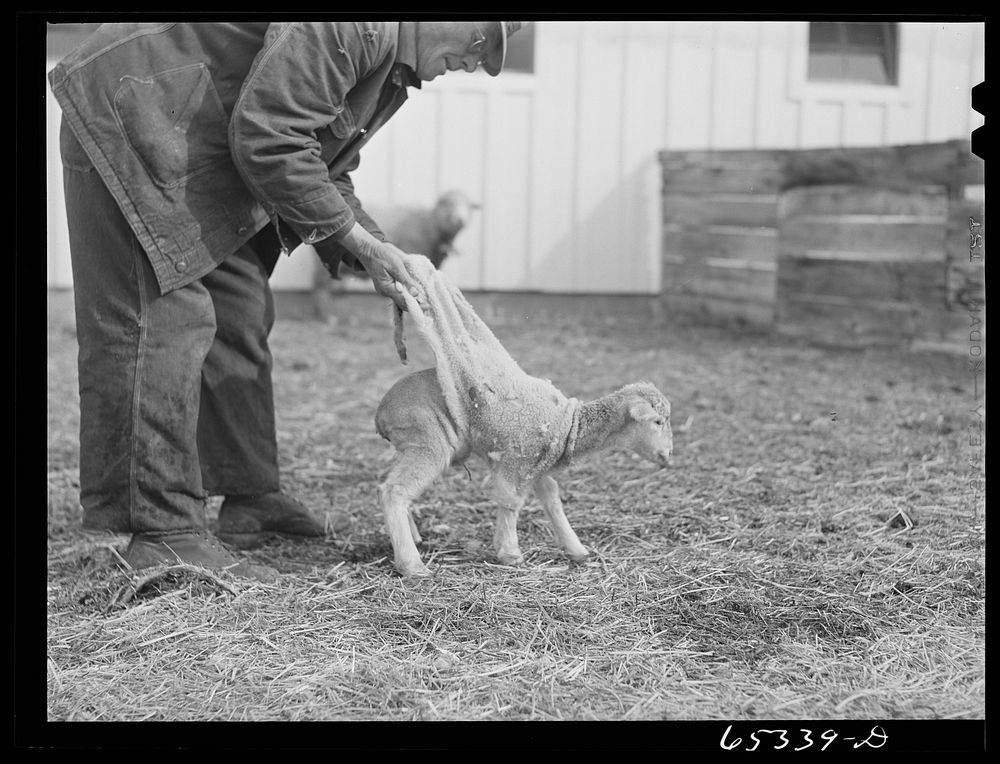 Ravalli County, Montana. Putting hide of a lamb that died over the new lamb during cold weather. Sourced from the Library of…