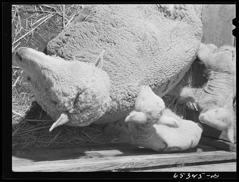 [Untitled photo, possibly related to: Ravalli County, Montana. During lambing season on a sheep ranch]. Sourced from the…