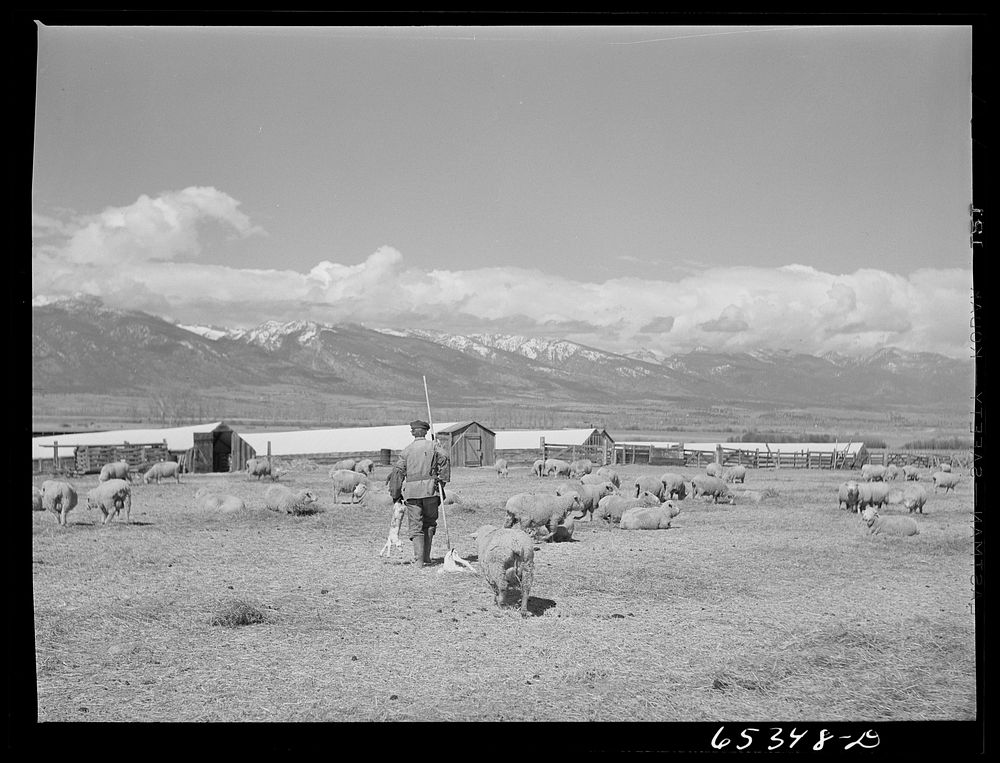 Ravalli County, Montana. Bringing twin lambs to the lambing tents, the ewe following. Sourced from the Library of Congress.