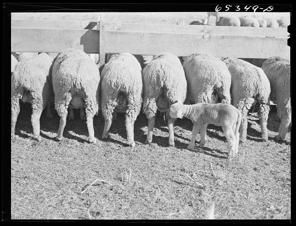 Ravalli County, Montana. Ewes feeding. Sourced from the Library of Congress.