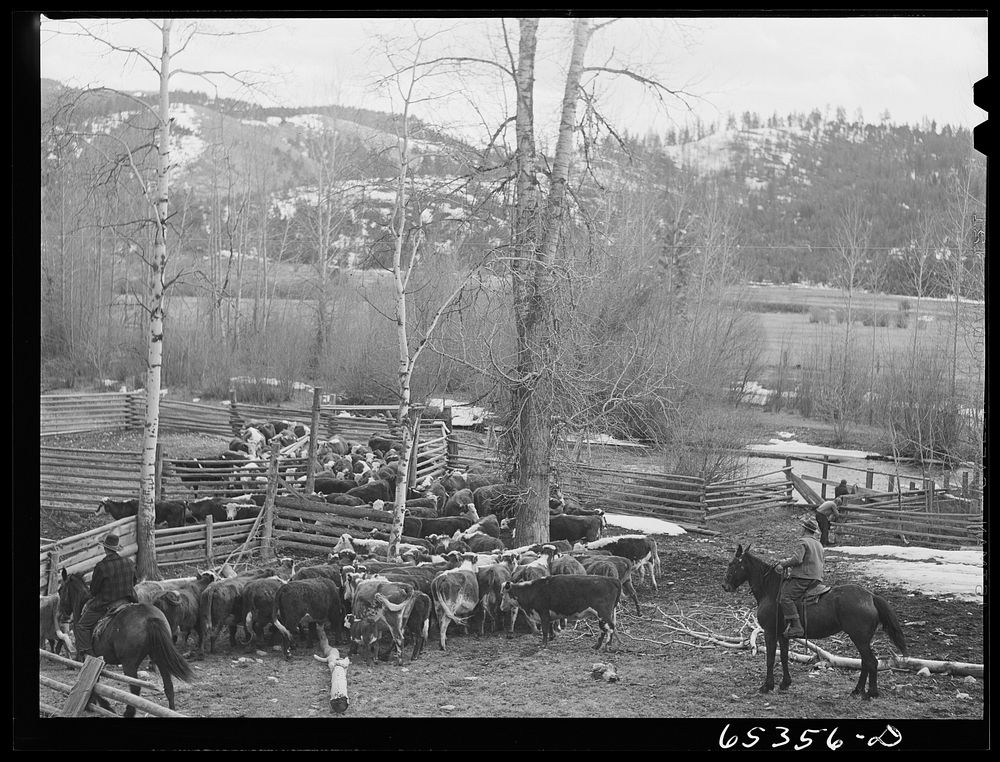 [Untitled photo, possibly related to: Bitterroot Valley, Ravalli County, Montana. Cattle in corral on a ranch]. Sourced from…