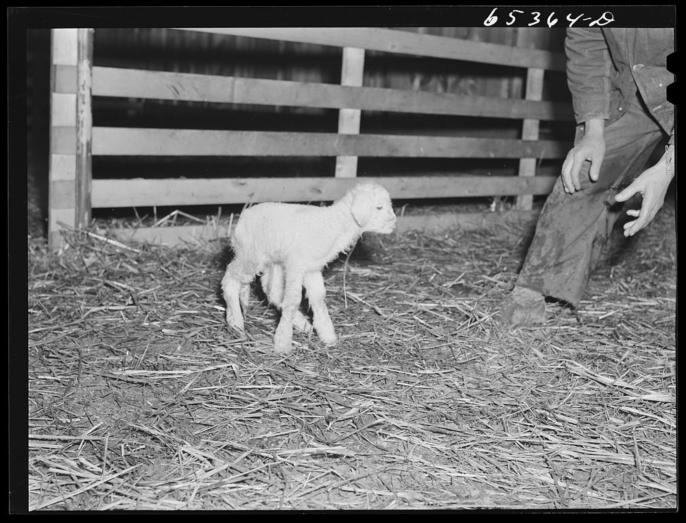 [Untitled photo, possibly related to: Ravalli County, Montana. Catching new lamb]. Sourced from the Library of Congress.