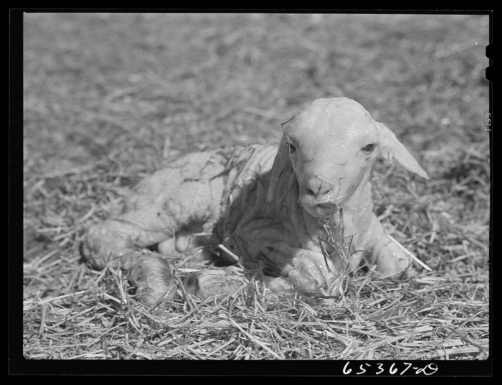 Ravalli County, Montana. Lamb immediately after birth. Sourced from the Library of Congress.