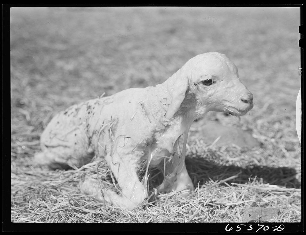 Ravalli County, Montana. New lamb a few minutes after birth, trying to get on its feet. Sourced from the Library of Congress.