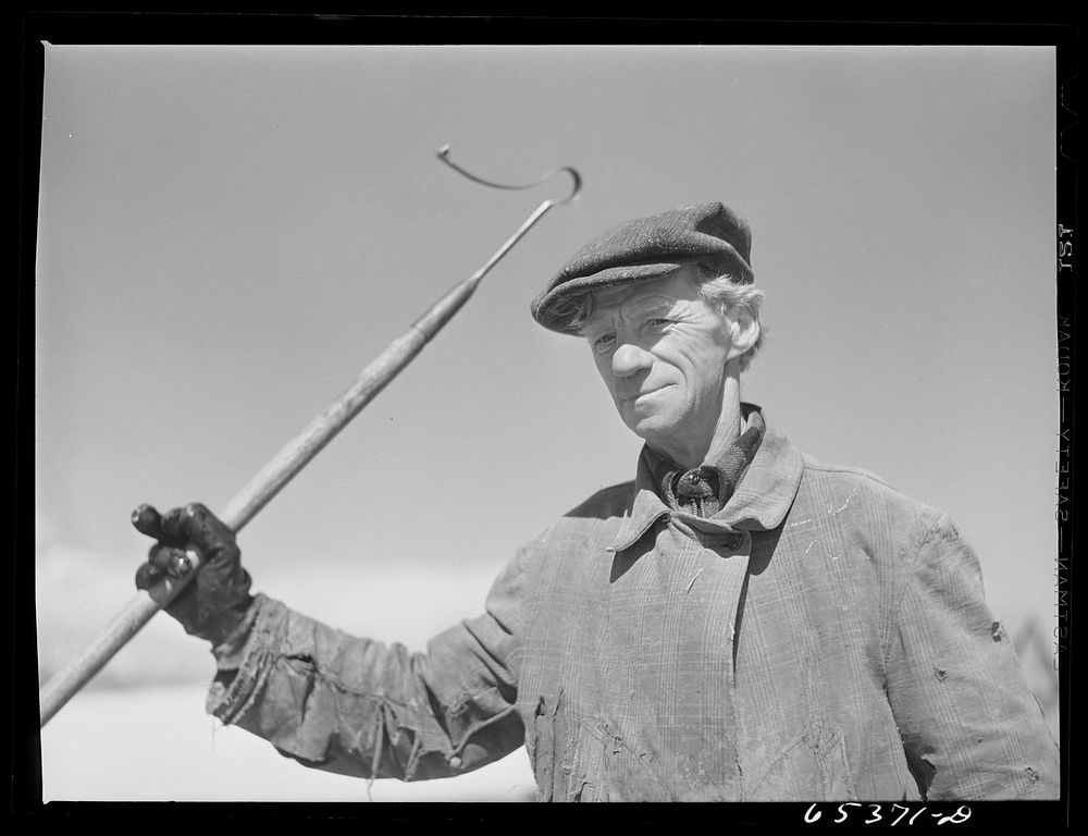 Ravalli County, Montana. Old Russian-born sheepherder and lambing hand. Sourced from the Library of Congress.