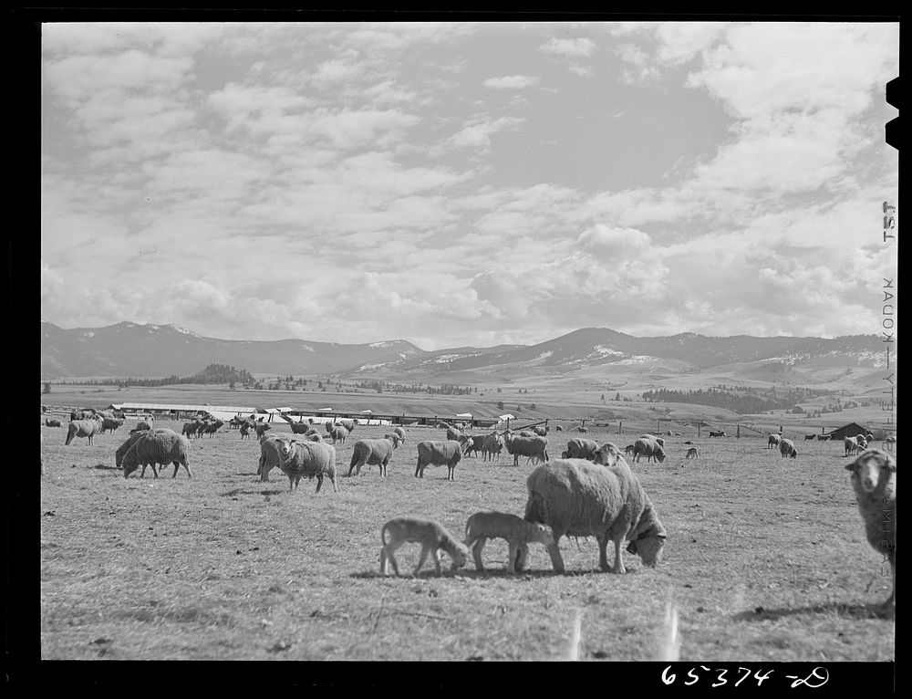 Ravalli County, Montana. During lambing season on a sheep ranch. Sourced from the Library of Congress.