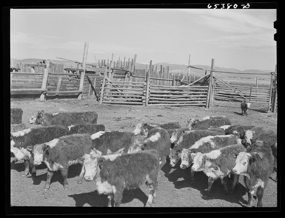 Beaverhead County, Montana. Cattle in corral after dehorning. Ranch in Big Hole Basin. Sourced from the Library of Congress.
