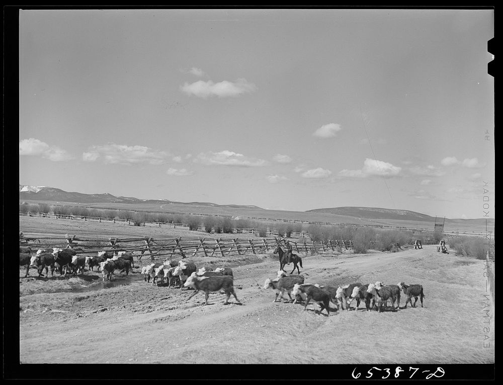 Beaverhead County, Montana. Driving cattle to a new feedlot. Spokane Ranch, Big Hole Basin. Sourced from the Library of…