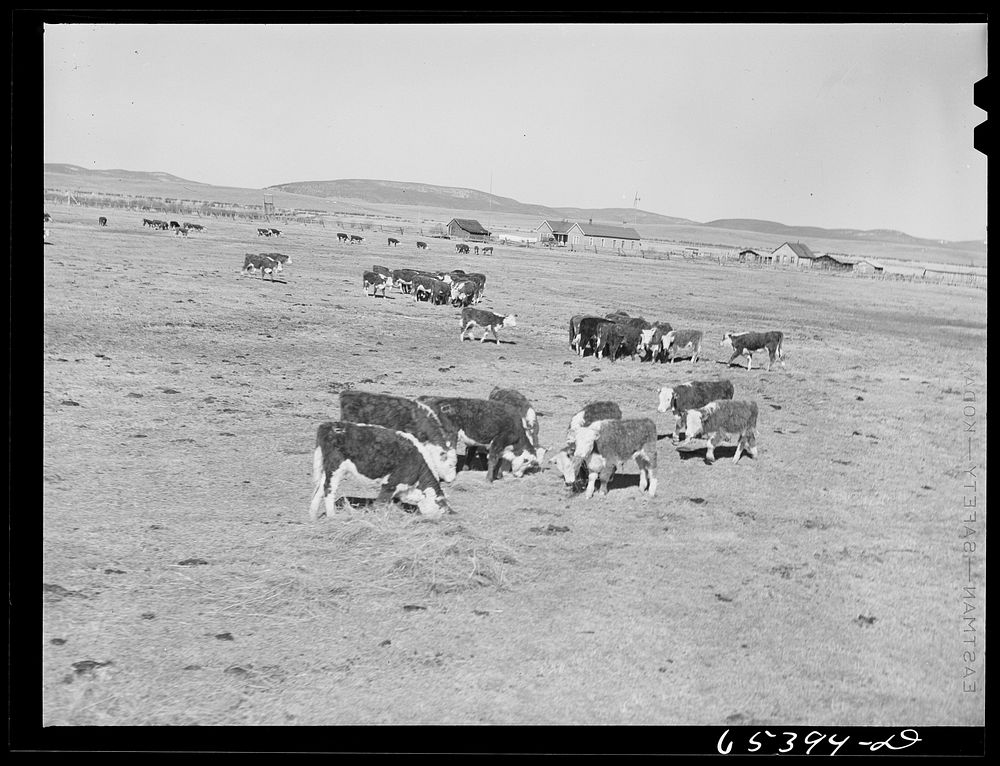 [Untitled photo, possibly related to: Beaverhead County, Montana. Cattle feeding on ranch in the Big Hole Basin]. Sourced…