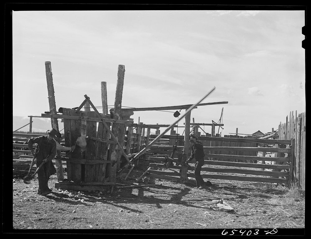 Beaverhead County, Montana. Dehorning cattle on Jenson's ranch. Sourced from the Library of Congress.