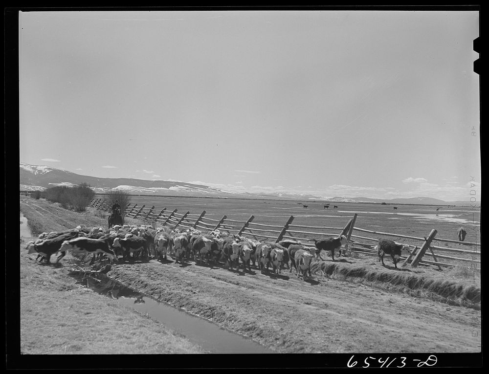 [Untitled photo, possibly related to: Beaverhead County, Montana. Driving cattle to a new feedlot. Spokane Ranch, Big Hole…
