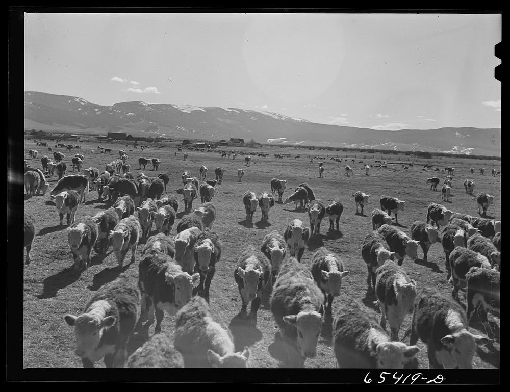 Beaverhead County, Montana. Cattle following the hay wagon. Winter feeding of cattle continues in the Big Hole basin until…
