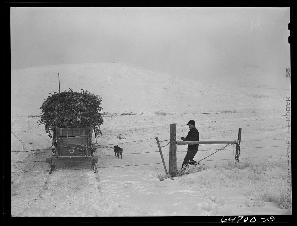 Morton County, North Dakota. Hauling feed on a cold morning. Sourced from the Library of Congress.