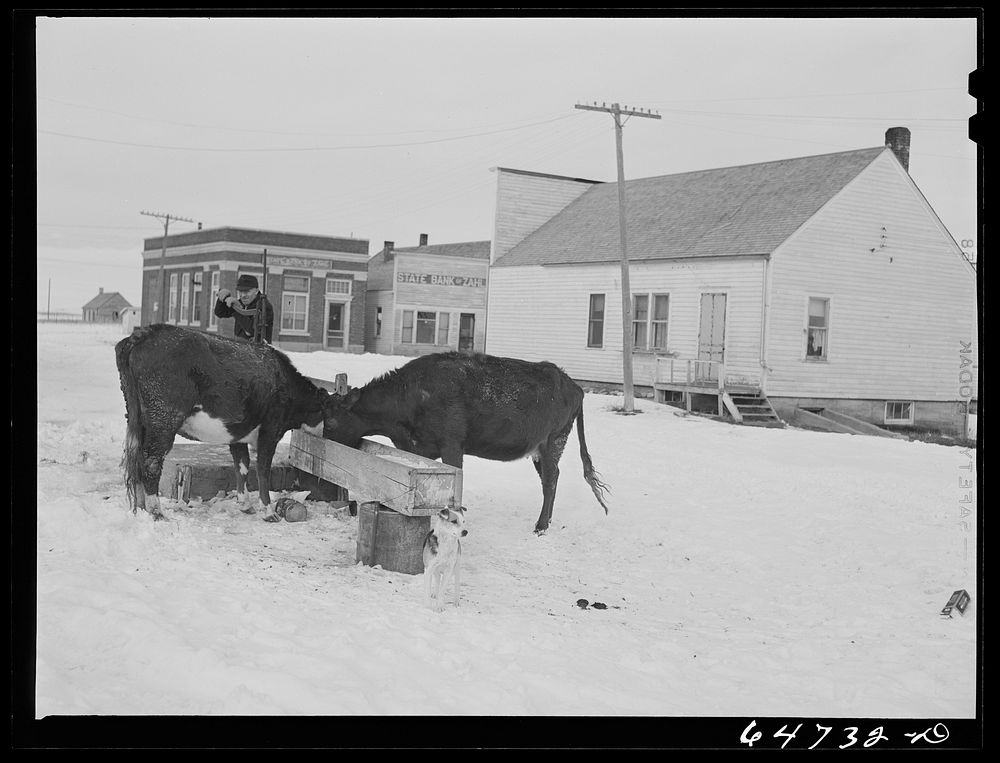 Zahl, North Dakota. Watering cows at the town pump. Sourced from the Library of Congress.