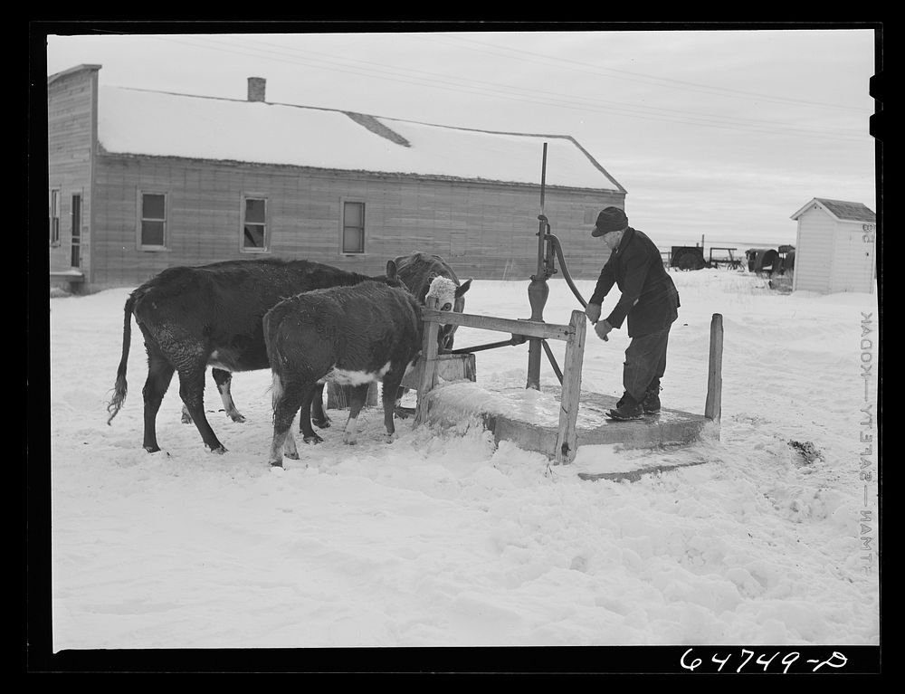 [Untitled photo, possibly related to: Zahl, North Dakota. Watering cows at the town pump]. Sourced from the Library of…