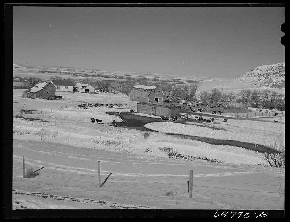 Mercer County, North Dakota. Stock farm. Sourced from the Library of Congress.