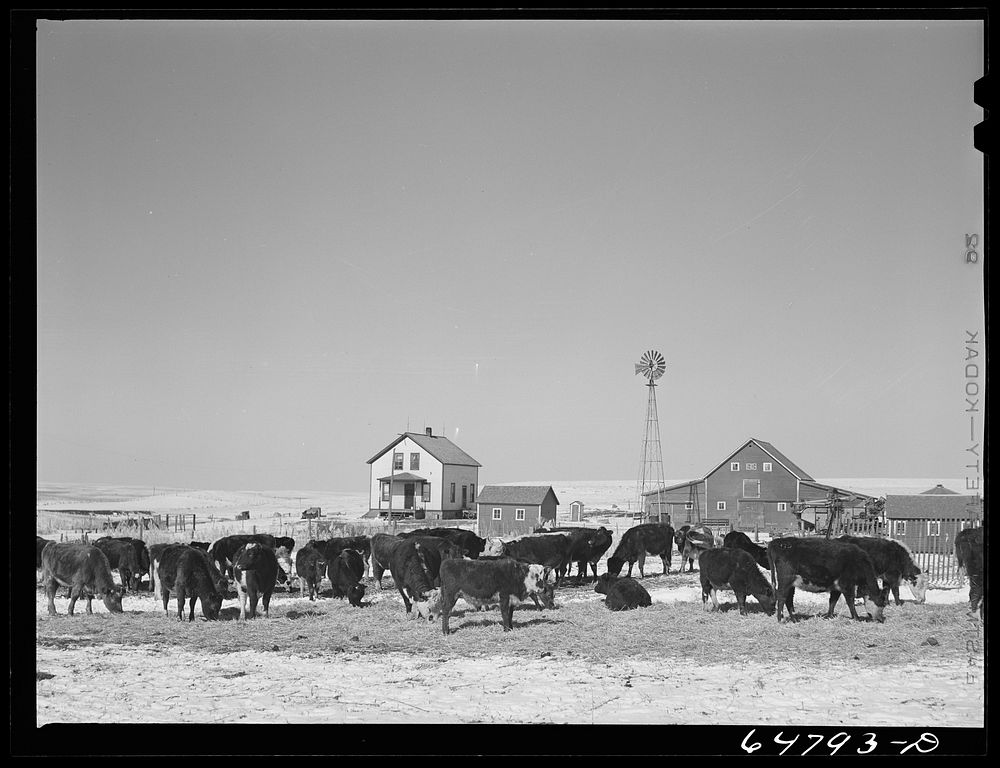 Morton County, North Dakota. Stock farm. Sourced from the Library of Congress.