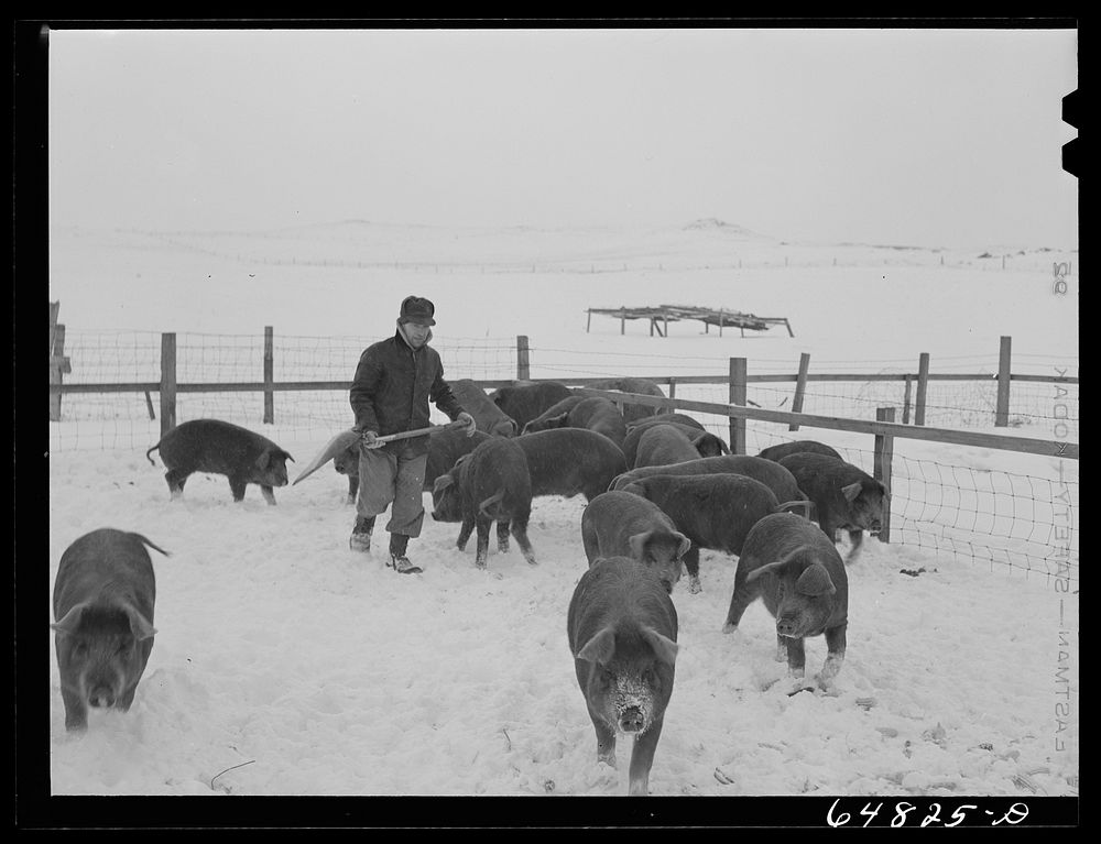 Adams County, North Dakota. Hogs belonging to George P. Moeller, stock farmer. Sourced from the Library of Congress.