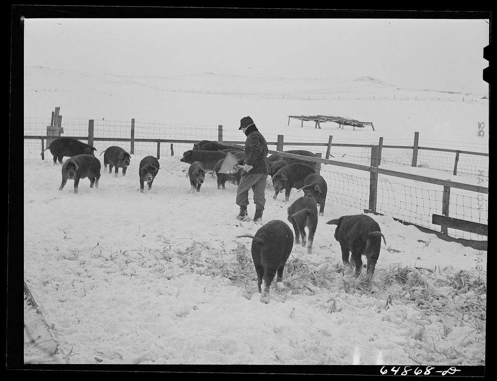 [Untitled photo, possibly related to: Adams County, North Dakota. Hogs belonging to George P. Moeller, stock farmer].…