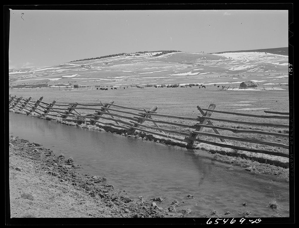 Beaverhead County, Montana. Winter feeding in the Big Hole Basin. The cattle are not sent out on the range until late May.…