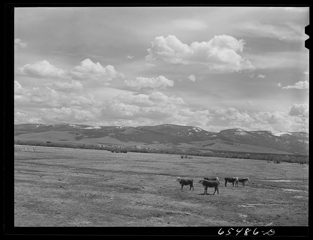 [Untitled photo, possibly related to: Big Hole Basin, Beaverhead County, Montana. Cattle feeding]. Sourced from the Library…