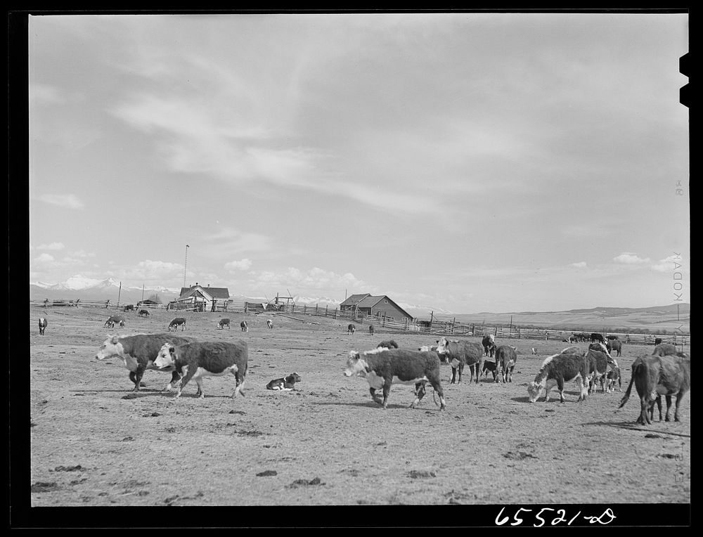 [Untitled photo, possibly related to: Beaverhead County, Montana. Calving time on Walt Stewart's ranch in the Big Hole…