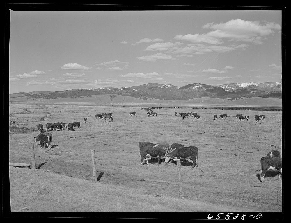Beaverhead County, Montana. Cattle feeding on the Bar B Ranch in the Big Hole Basin. Sourced from the Library of Congress.