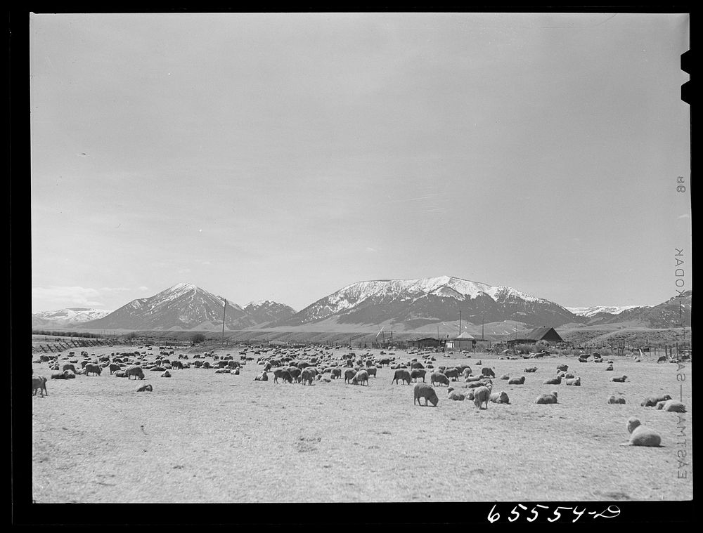 Beaverhead County, Montana. Lambing time on sheep ranch. Sourced from the Library of Congress.